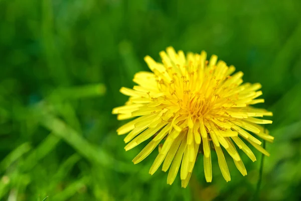 Doğa Çimen Sarı Karahindiba Doğal Güzellik Için Bahar Modeli Çiçek — Stok fotoğraf