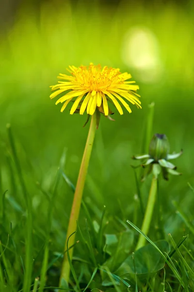 Blumen Gras Und Gelber Löwenzahn Auf Dem Feld Für Natürliche — Stockfoto