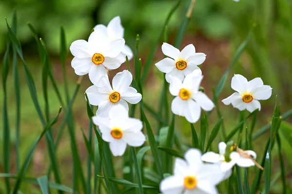 stock image Nature, grass and flowers with white petal in field for natural beauty, spring mockup and blossom. Countryside, plant background and closeup of flower for environment, ecosystem and flora in meadow.