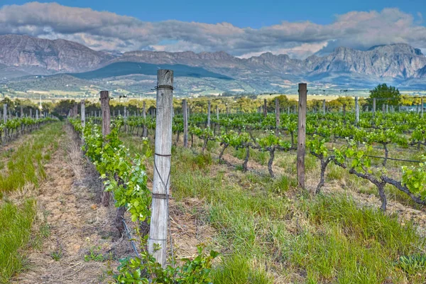 Üzüm Bağı Manzara Doğa Yaz Çiftlikte Üzüm Büyüme Şarap Endüstrisi — Stok fotoğraf