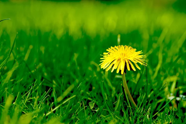 Natur Gras Und Gelber Löwenzahn Auf Dem Feld Für Natürliche — Stockfoto