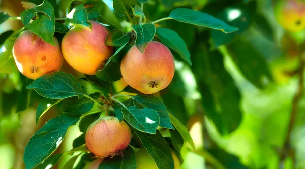 红色水果和树上的花园或枝叶 绿色的植物和农业或可持续的农场 植物和用于营养的天然纤维的自然 苹果和健康食品 — 图库照片