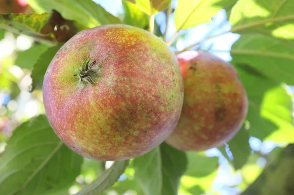 Természet Mezőgazdaság Fenntarthatóság Almával Fán Gazdaság Egészség Növekedés Érdekében Növények — Stock Fotó