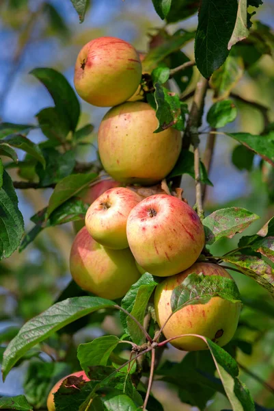 Bitkiler Tarım Ağaç Üzerinde Elmalar Sürdürülebilirlik Meyve Bahçesi Büyüme Için — Stok fotoğraf
