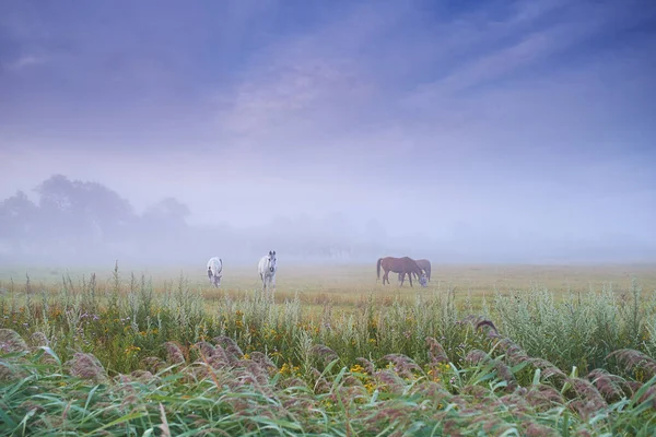 Paarden Groep Veld Boerderij Gras Mist Samen Grazen Eten Vrijheid — Stockfoto