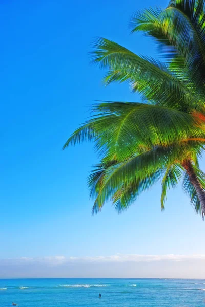 ハワイの海 青い空とビーチやヤシの木 旅行や夏休みの屋外での風景 熱帯の島の目的地とモックアップスペースの環境 地平線と海辺の場所 — ストック写真