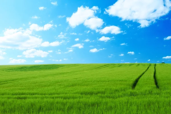 Natura Nuvole Cielo Azzurro Con Paesaggio Campo Mockup Agricolo Spazio — Foto Stock
