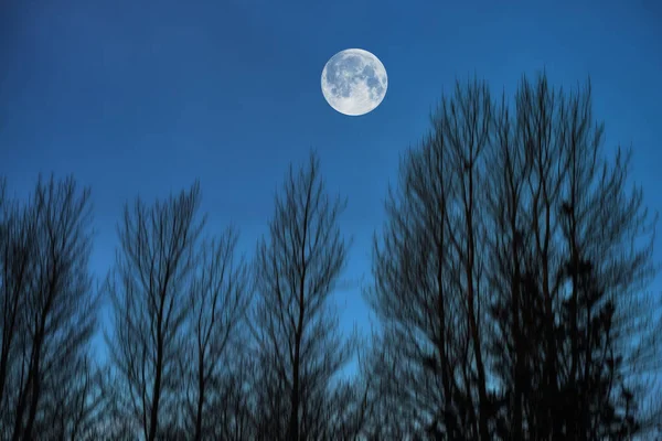 Cielo Notte Alberi Con Luna Sopra Foresta Halloween Orrore Paesaggio — Foto Stock