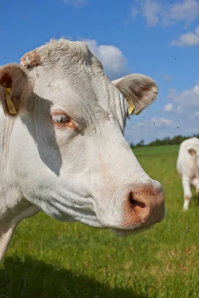 持続可能性 牛乳生産と家畜のための農場での牛の農業 自然と閉鎖 牛産業と牛肉農業のための田園地帯の動物との成長 夏と生態系 — ストック写真
