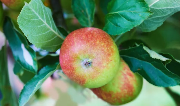 Natur Jordbruk Och Näring Med Äpple Träd För Hållbarhet Hälsa — Stockfoto