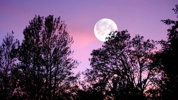 Cielo Natura Alberi Con Luna Sopra Foresta Halloween Orrore Paesaggio — Foto Stock
