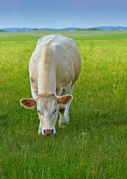 牧場動物 家畜や農業と農業 田舎や草と牛 フィールドと持続可能性 牛の放牧 健康と生産 牛乳や牛肉産業との成長や生態系 — ストック写真