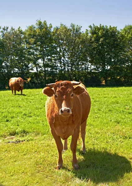 Rolnictwo Środowisko Portret Krowy Gospodarstwie Celu Zapewnienia Zrównoważonego Rozwoju Produkcji — Zdjęcie stockowe