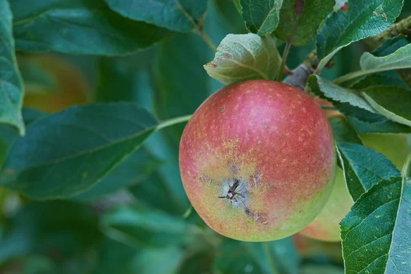 Természet Mezőgazdaság Levél Almával Fán Fenntarthatóság Egészség Növekedés Érdekében Növények — Stock Fotó