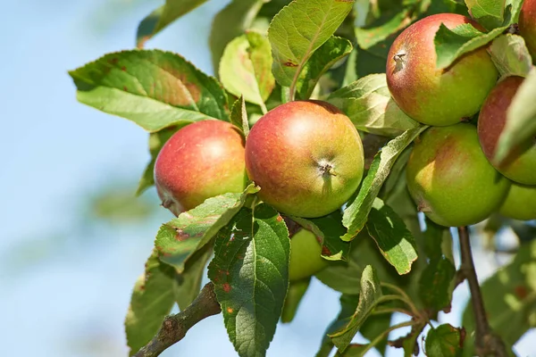 Natur Jordbruk Och Utrymme Med Äpple Träd För Hållbarhet Hälsa — Stockfoto
