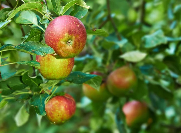 Természet Mezőgazdaság Kert Almával Fán Fenntarthatóság Ökológia Növekedés Érdekében Növények — Stock Fotó