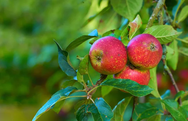 Punainen Omena Luonto Hedelmäkasvi Ulkona Maaseudulla Maataloustuotteilla Hedelmät Punaiset Omenat — kuvapankkivalokuva
