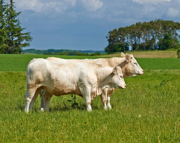 Tehénállomány Szántóföld Gazdálkodás Nyáron Mezőgazdaságban Táplálkozás Gyaloglás Egészségügy Húsipar Szabadtéri — Stock Fotó