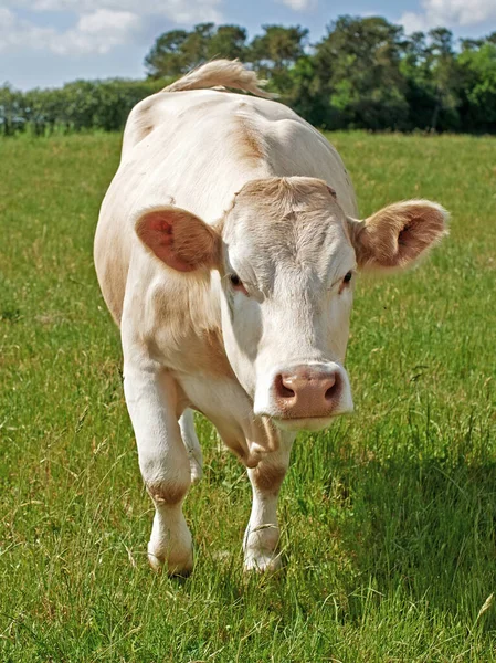 持続可能性 牛乳生産と家畜のための農場での牛の農業 草や肖像画 牛産業と牛肉農業のための田園地帯の動物との成長 夏と生態系 — ストック写真