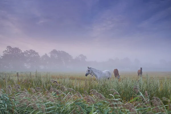 Konie Grupa Pole Przyrodzie Gospodarstwo Mgła Wypasu Jedzenia Wolności Razem — Zdjęcie stockowe