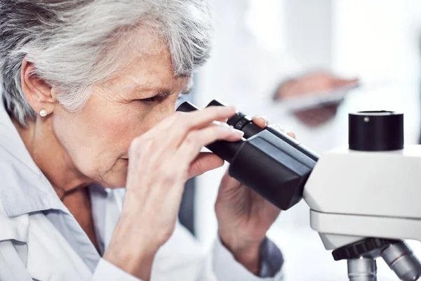 Przybliżam Skupiona Starsza Kobieta Naukowiec Patrząc Przez Mikroskop Podczas Siedzi — Zdjęcie stockowe
