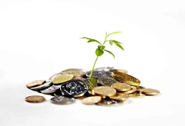 Dinero Ahorros Una Planta Para Crecimiento Del Efectivo Riqueza Financiera —  Fotos de Stock