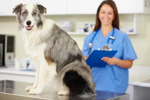 Veterinário Retrato Cão Clínica Veterinária Para Inspeção Controle Saúde Animal — Fotografia de Stock