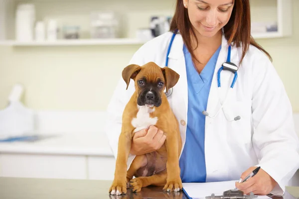 動物医療検査や処方のための獣医クリニックで医師 執筆や病気の子犬 獣医師 歴史やボクサーペットやオフィスでの健康診断テストで救助犬 — ストック写真