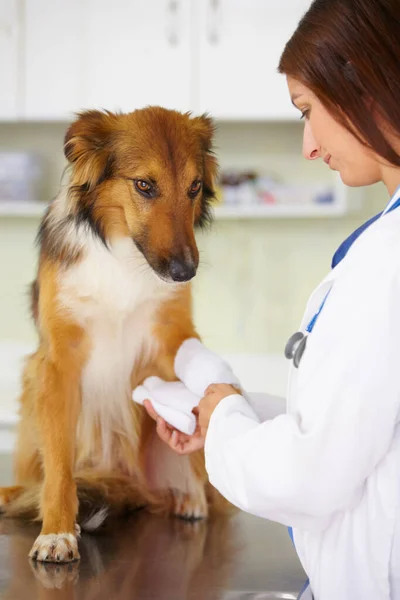 Veterinární Lékař Obvaz Nebo Pes Veterinární Klinice Při Nouzové Zdravotní — Stock fotografie