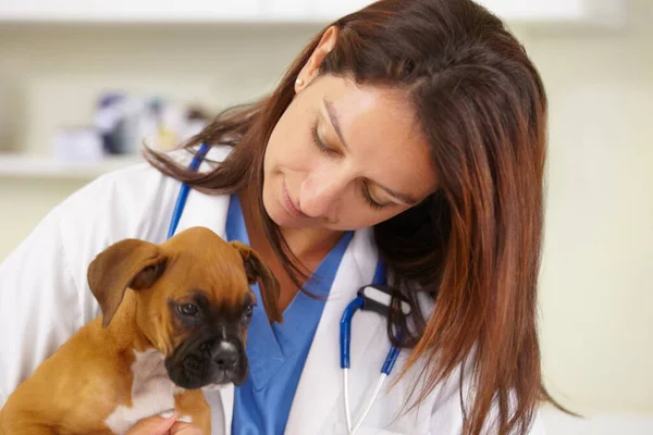 動物医療のための獣医での抱擁 医師または病気の子犬は オフィスでの看護相談でチェックアップします 獣医診療所での検査や健康診断における愛情 看護師 若手レスキューペットボクサー — ストック写真
