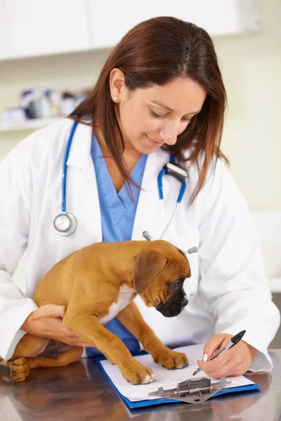 獣医師 動物医療検査室の獣医クリニックでの執筆や病気の子犬 歴史やボクサーペットや処方箋のための健康診断テストで救助犬 — ストック写真