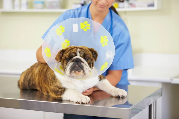 Collar Doctor Dog Vet Animal Healthcare Check Nursing Consultation Clinic — Stock Photo, Image