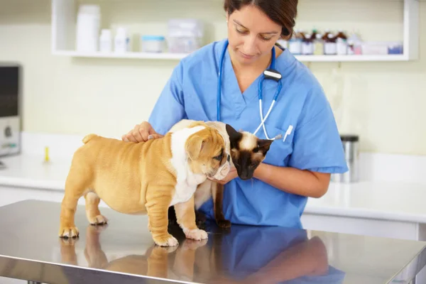 Péče Zvířata Ošetřovatelka Zvířaty Veterinární Klinice Vyšetření Zdravotní Péče Nebo — Stock fotografie