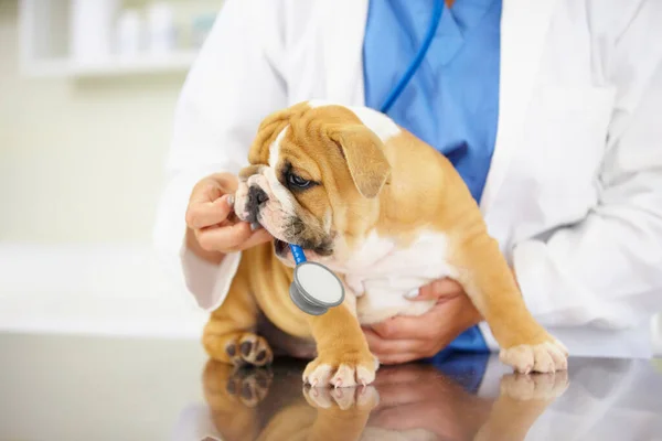 Battito Cardiaco Mani Infermiere Cane Veterinario Visita Controllo Sanitario Degli — Foto Stock