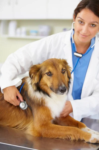 動物医療検査や看護のための獣医師 ハートビートや犬の肖像画 看護師 顔や病気のラフコリーペットや検査や医療検査で子犬ヘルプ — ストック写真