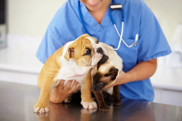 Veterinario Donna Animali Con Cura Salute Clinica Con Ricovero Assistenza — Foto Stock