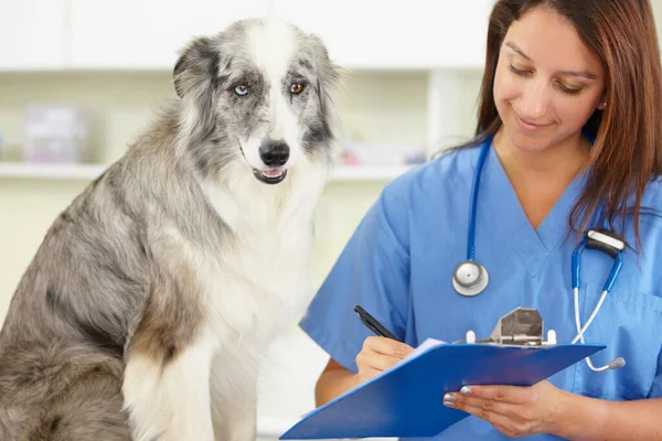 Dierenarts Schrijven Hond Veterinaire Kliniek Voor Diergezondheid Controle Inspectie Recept — Stockfoto
