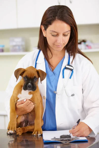 動物医療検査や処方のための獣医クリニックで医師 または犬 獣医学 歴史や病気のボクサーペットやオフィスでの健康診断テストで救助子犬 — ストック写真