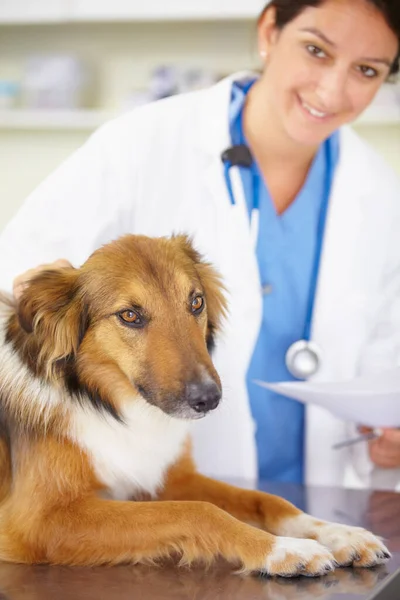 動物医療検査や処方のための獣医師 検査や犬の肖像画 看護師 顔や病気のラフコリーペットや検査や医療検査で子犬ヘルプ — ストック写真