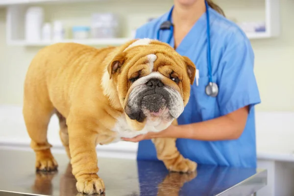 獣医や動物病院の顔 医師や犬は 看護相談や診療所の検査で確認します 看護師や病気のブルドッグペットや獣医ヘルプのための検査や医療テストで子犬 — ストック写真