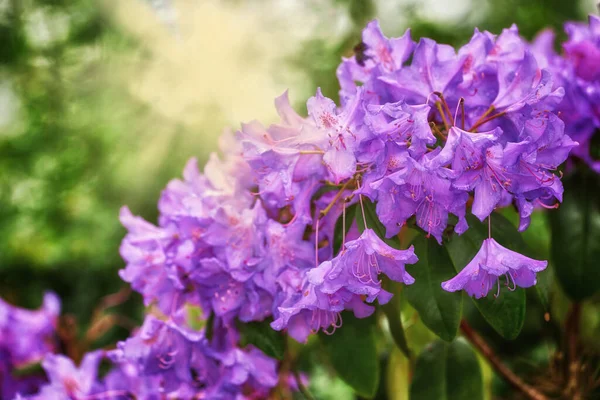 Nahaufnahme Umwelt Und Blumen Frühling Natur Und Wachstum Nach Jahreszeit — Stockfoto