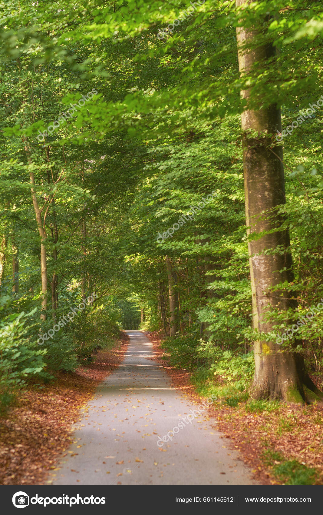 Floresta Árvores Paisagem Natureza Caminho Com Ambiente Localização Floresta  Dinamarca — Foto © PeopleImages.com #661145612, image size:1067x1700