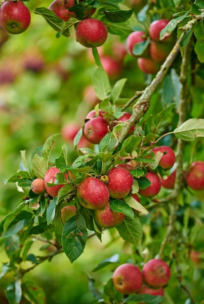 Apfelernte Natur Und Fruchtanbau Auf Dem Land Mit Landwirtschaftlichen Produkten — Stockfoto
