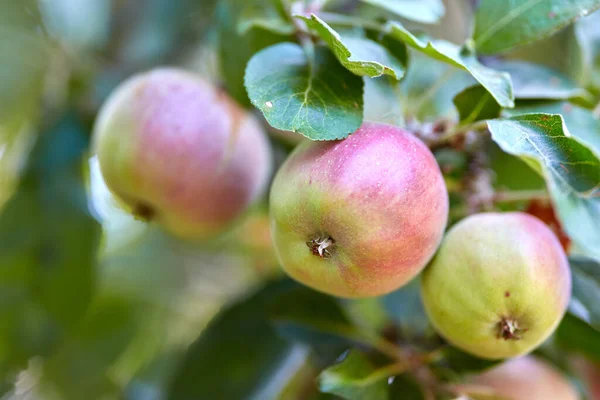 Garten Obst Und Apfel Auf Bäumen Bauernhof Für Landwirtschaft Obstbau — Stockfoto