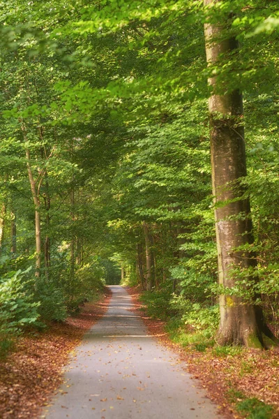 Forest Trees Landscape Nature Path Environment Woodland Location Denmark Travel Royalty Free Stock Photos