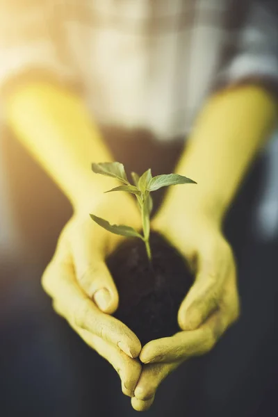 Dejamos Tus Manos Una Persona Irreconocible Sosteniendo Una Planta Ciernes — Foto de Stock