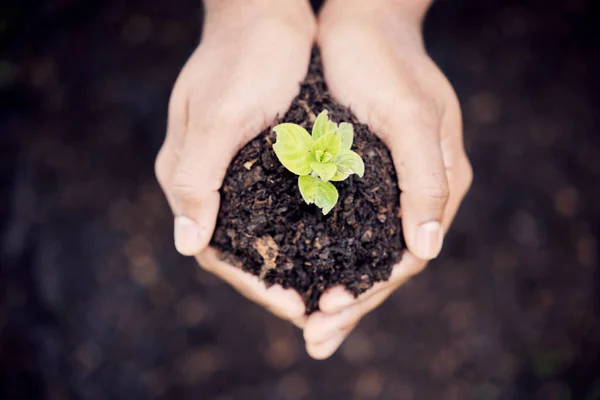 Growth Hands Plant Soil Earth Environment Closeup Gardening Care Working — Stock Photo, Image
