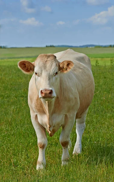 Rolnictwo Przyroda Portret Krowy Gospodarstwie Celu Zapewnienia Zrównoważonego Rozwoju Produkcji — Zdjęcie stockowe