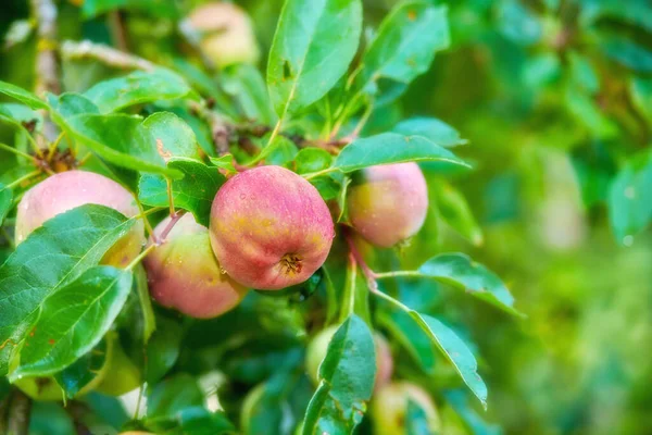 Träd Rött Och Äpple Naturen För Jordbruk Odling Och Skörd — Stockfoto