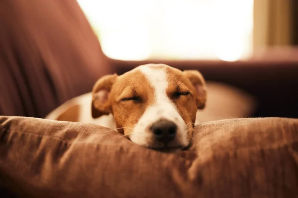 Perro Sofá Dormir Relajarse Casa Para Mascota Feliz Comodidad Seguridad —  Fotos de Stock
